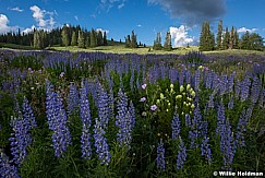 Lupine Heber 070415 4860