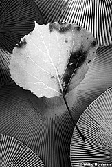 114030001406BW