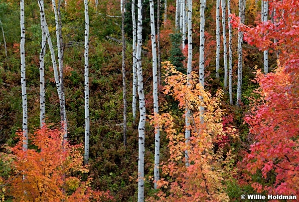 Maple Aspens Maple 092611 230