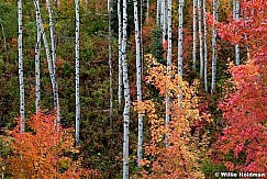 Maple Aspens Maple 092611 230