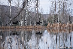 Two Moose on banks 110621 5592 3