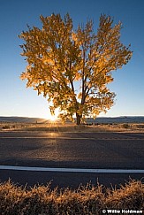 Cottonwood Tree Highway 102016 5763