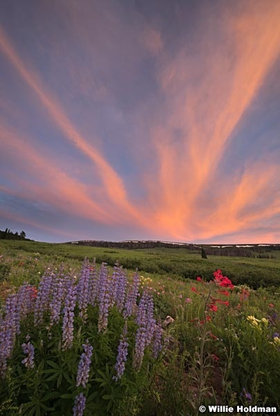 Mountain Wildflowers Sunset 071017 1315 2