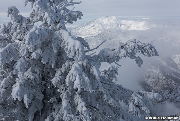 Frosty Pines Snowbasin 011217 0361