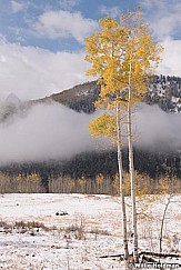 Lone yellow aspen 101118 0523 4