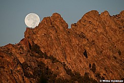 Cockscomb Full Moon Set 101022 2165