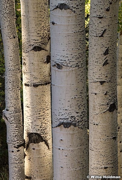 Quaking Aspens 092820 1549 4F