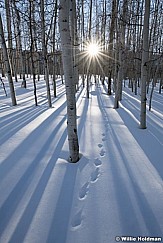 Rabbit Tracks Aspen Grove 011622 3411