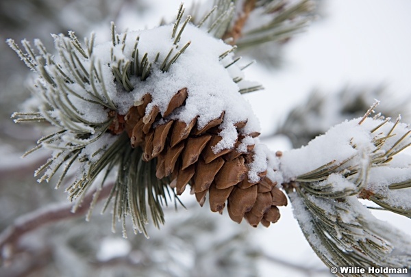 Snow Pine Cone 021817 5935