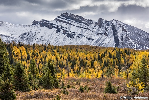 Assiniboine Larch Snow 092015 0625