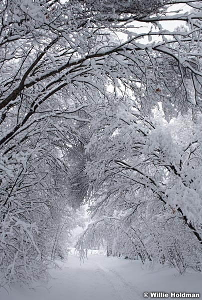 Snow Path Trees 010517 4