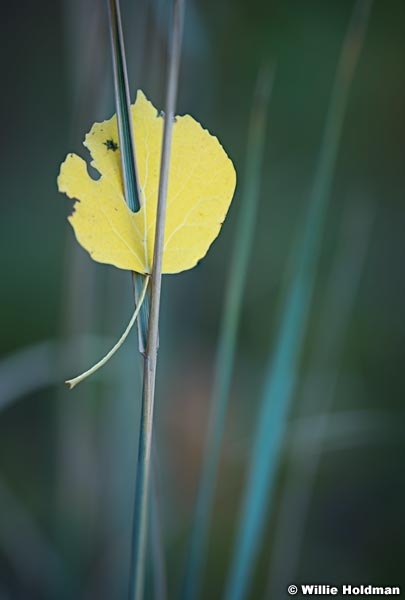 Aspen Leaf Grass 092720 1178 5 2