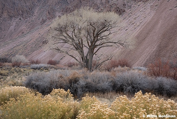 Lone Cottonwood Tree Sevier River 111825 5702 2