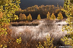 Frosty Golden Morn 101119 8218 5