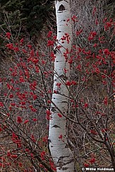 Red Berries aspen 102711 58