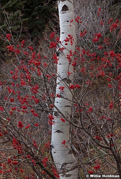 Red Berries aspen 102711 58