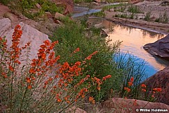 Escalanteriverflowers052010 1
