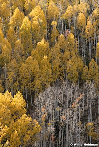 Yellow Aspens Park City 100421 9229