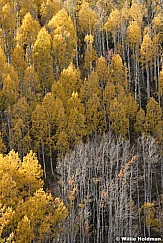 Yellow Aspens Park City 100421 9229