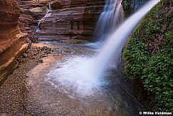 Deer Creek Falls Ferns 041616 8879