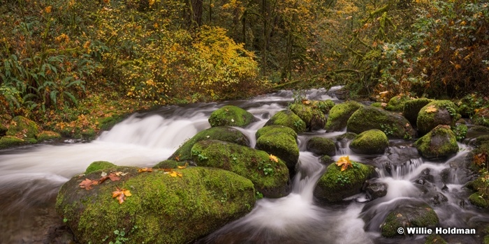 Moss Covered Stream 110414