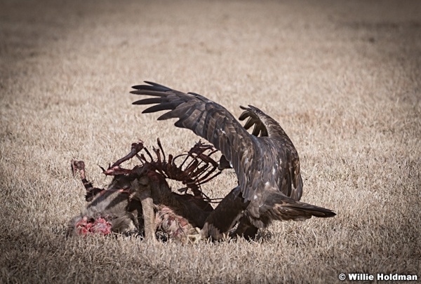 Eagle Feast 121517 4884