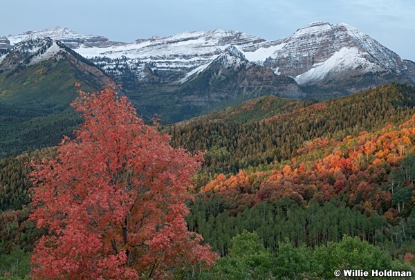 Red Maple Timp Dusting 091824