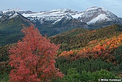 Red Maple Timp Dusting 091824