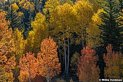 Red Yellow Aspens Boulder 101522 2812