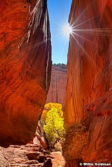 Sunbursttrees103111 387 8 9