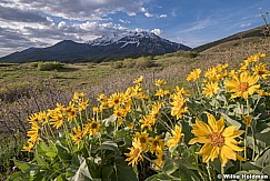 Mule Ear Daisies Timp 051419 9081