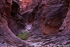 Lone green tree in North Canyon with rock formations, slot canyon