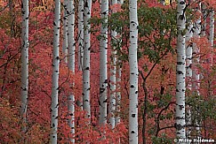 Aspen Trunks Maples 092012 251