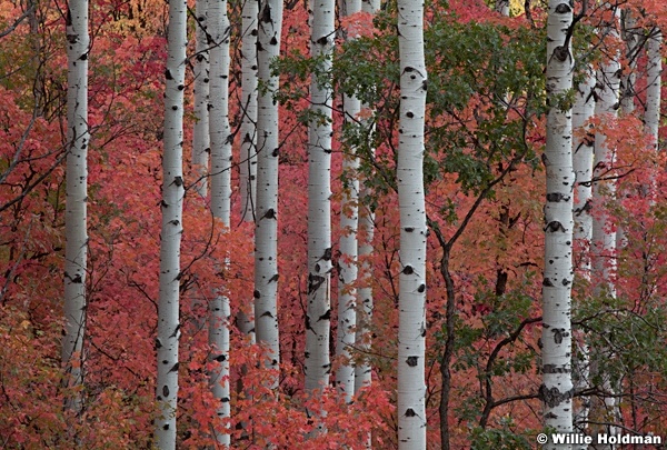 Aspen Trunks Maples 092012 251