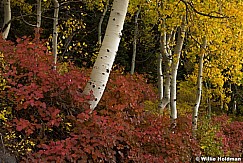 Yellow Aspen Trunks 092116 4652 6 1