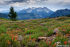 Timpanogos Wildflowers 071513