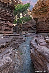 Deer Creek Tree Grand Canyon 2023