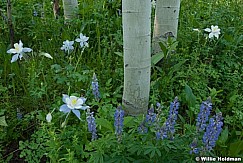 columbineaspens062710 1837