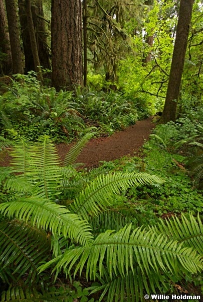 062507olympicrainforest706