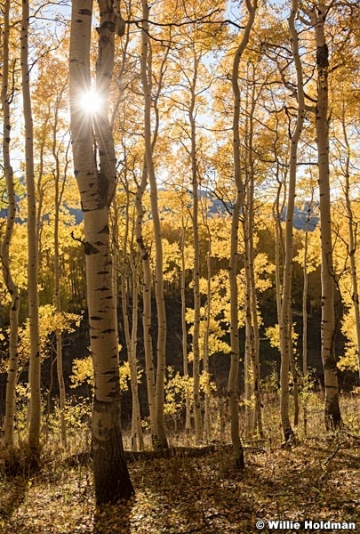 Aspen Grove Glow Sunburst 100321 8857