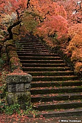 Japanese Maple Stairs 7562