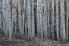 Aspen Cluster 111121 5163 2