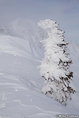 Frosttree022811 252