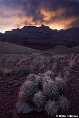 Cactus Sunset 040514 3563
