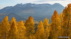 Golden Aspens Timpanogos 092921 5966