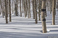 Winter Snow Aspens 010117 7726