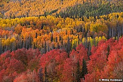 Red Yellow Orange Green aspens in fall splendor 100321 9014