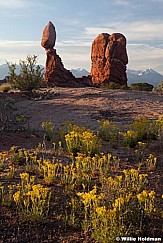 balancedrockyellowflowers060411 32