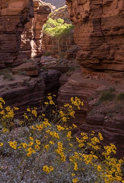 Deer Creek Grand Canyon 041115 5776