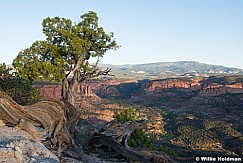 Boulder mountain Juniper 070520 0736 0736